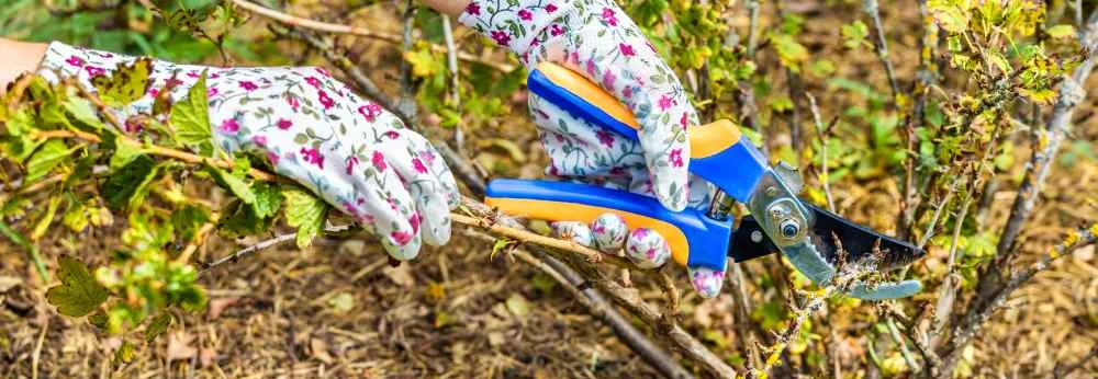Eine Person mit Gartenhandschuhen schneidet mit einer Gartenschere einen Strauch zurück.